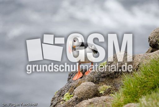 Papageitaucher (19 von 20).jpg